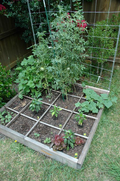 green, growing garden