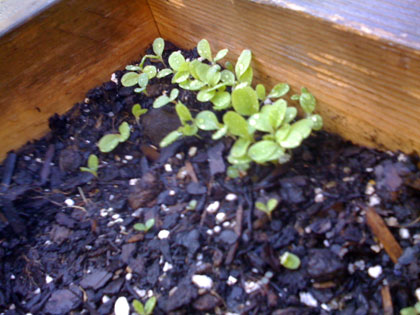 Lattuce Sprouts