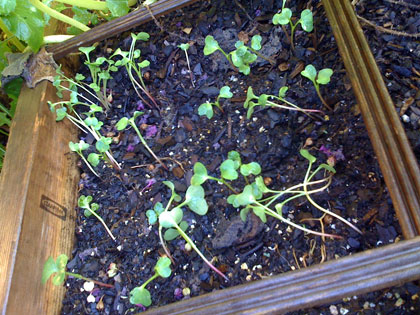 Radish Sprouts