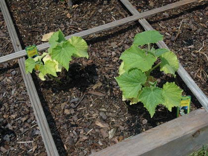 yellow, stunted cucumber