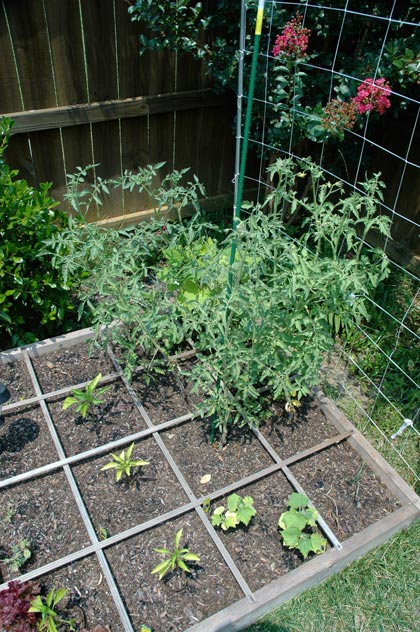 yellow, stunted garden