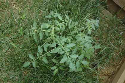 Wild tomato plant