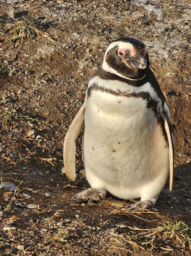 Magellanic penguin on Magdalena Island, in the Magellan Strait.